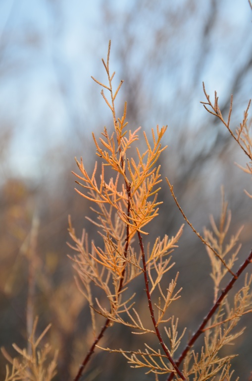 2016-12-10 Bordeaux/Cap Ferret/DSC_0290.JPG